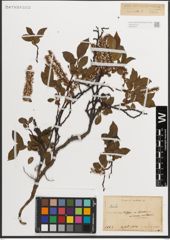 Foto von Salix L.
